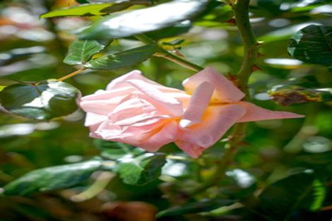 Photo of property in 27 Cunningham Place, Halswell, Christchurch, 8025