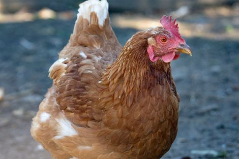 Photo of property in 276 Pyramid Valley Road, Pyramid Valley, Waikari, 7491