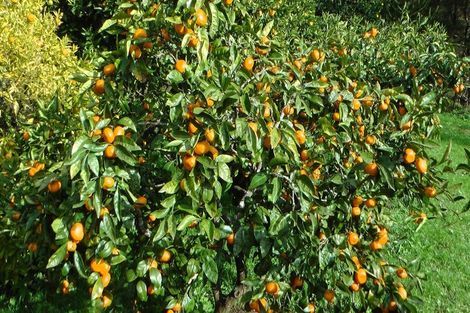 Photo of property in 103 Block Road, Hikutaia, Paeroa, 3674