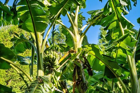 Photo of property in 82 Upland Road, Aongatete, Katikati, 3181