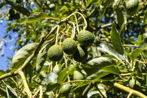 Photo of property in 55c Taupata Street, Paengaroa, 3189