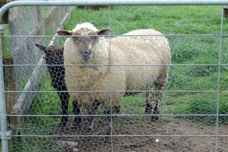 Photo of property in 196f Inglefield Street, Pirongia, Te Awamutu, 3876