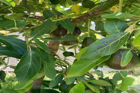 Photo of property in 127 Paramount Parade, Tikipunga, Whangarei, 0112