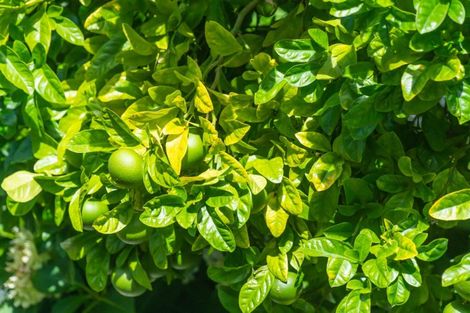 Photo of property in 33a Reihana Street, Orakei, Auckland, 1071