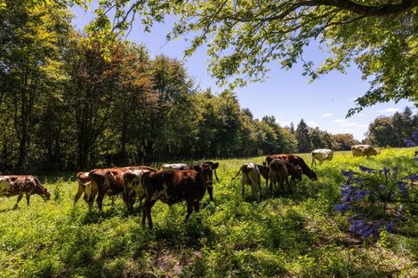 Photo of property in 72 Belk Road South, Omanawa, Tauranga, 3173
