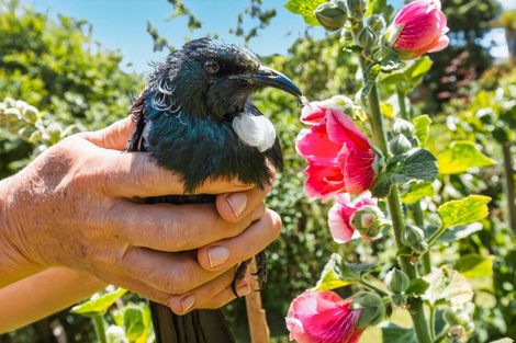 Photo of property in 43 Morero Terrace, Taumarunui, 3920