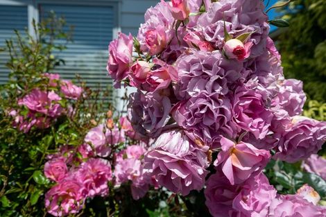 Photo of property in 17 Pukeko Way, Kinloch, Taupo, 3377