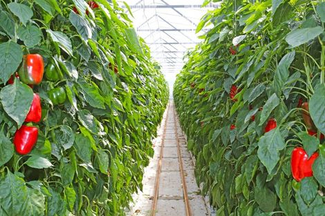 Photo of property in 83 Appleby Road, Drury, 2577