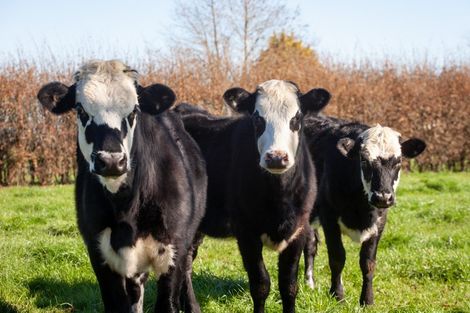 Photo of property in 555 Taihoa South Road, Matamata, 3473