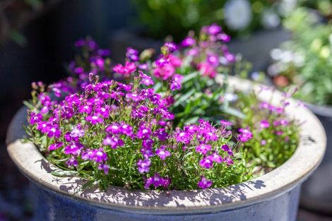 Photo of property in 11a Rosetta Road, Raumati South, Paraparaumu, 5032