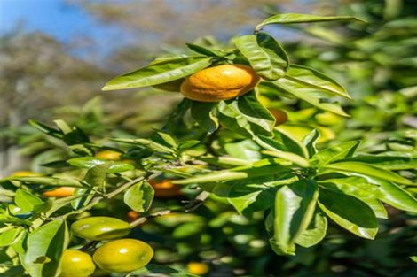 Photo of property in 46 Herbert Drive, Whangamata, 3620