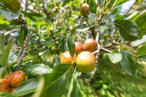 Photo of property in 522 Waiotemarama Gorge Road, Waimamaku, Kaikohe, 0473