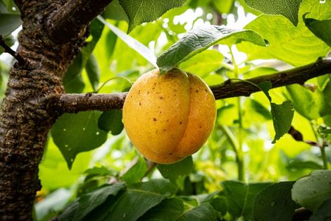 Photo of property in 28 Grove Avenue, Weston, Oamaru, 9401