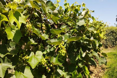 Photo of property in 271 Mystery Creek Road, Ohaupo, 3881