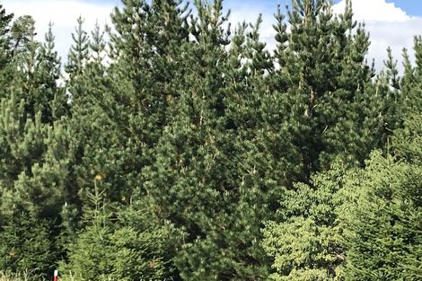 Photo of property in 487 Whangamata Road, Kinloch, Taupo, 3377