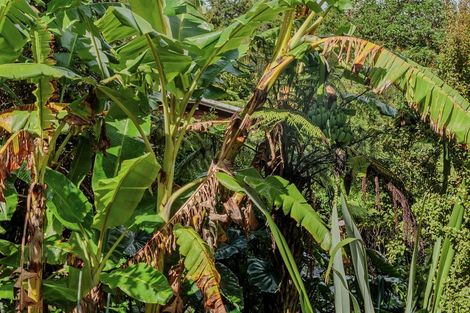 Photo of property in 299 Titirangi Road, Titirangi, Auckland, 0604