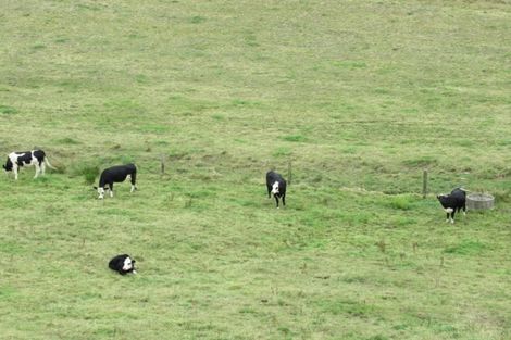 Photo of property in 81 Lindsay Road, Levin, 5510