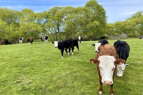 Photo of property in 88 Maytown Road, Waimate, 7978