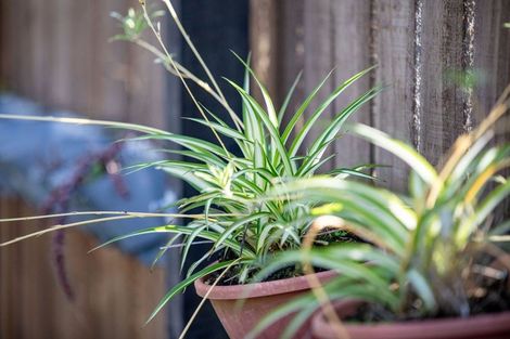 Photo of property in 43 Oakfield Crescent, Pukete, Hamilton, 3200