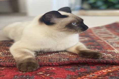 Photo of property in 3/45a Asquith Avenue, Mount Albert, Auckland, 1025