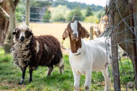 Photo of property in 3 Lockharts Road, Waitahuna, Lawrence, 9593