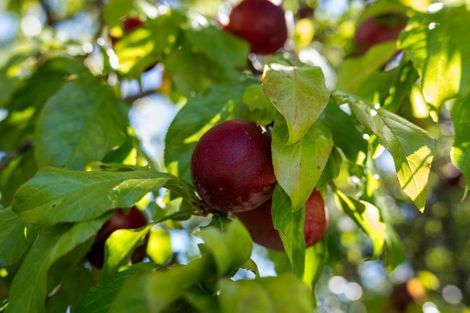 Photo of property in 84a Mclauchlan Street, Springlands, Blenheim, 7201