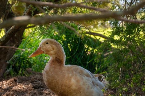 Photo of property in 691 Te Waerenga Road, Hamurana, Rotorua, 3096