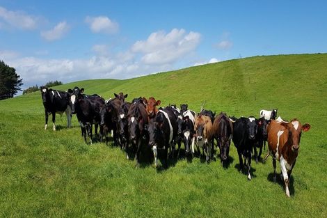 Photo of property in 110a Colville Road, Dargaville, 0310