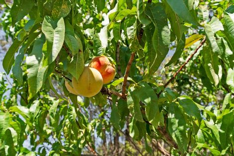 Photo of property in 16 Kuripuni Street, Kuripuni, Masterton, 5810