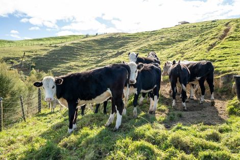 Photo of property in 443 Scotsman Valley Road, Tauwhare, Morrinsville, 3371