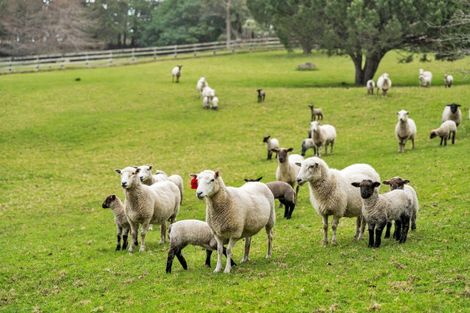 Photo of property in 134 Phillips Road, Kaiwaka, 0573