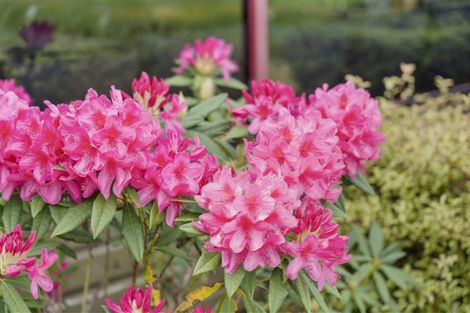 Photo of property in 6170 State Highway 12, Arapohue, Dargaville, 0374