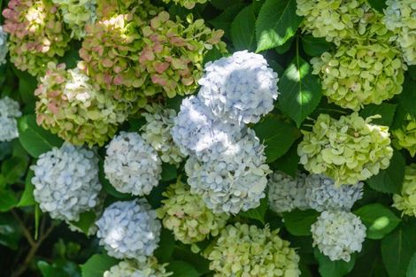 Photo of property in 33a Reihana Street, Orakei, Auckland, 1071