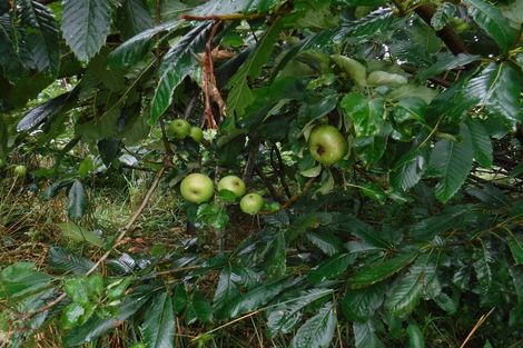 Photo of property in 883 Te Akau Road, Te Akau, Ngaruawahia, 3793