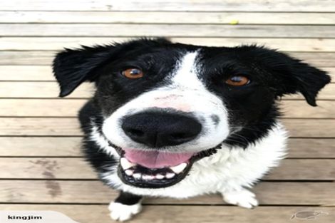 Photo of property in 91 Glenesk Road, Piha, New Lynn, 0772