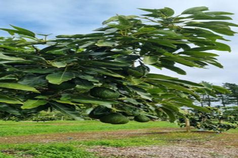 Photo of property in 146 Browns Road, Kaikohe, 0474