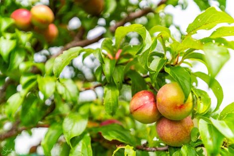 Photo of property in 8 Depot Road, Paparoa, 0571