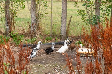 Photo of property in 565 Upper Plain Road, Upper Plain, Masterton, 5888