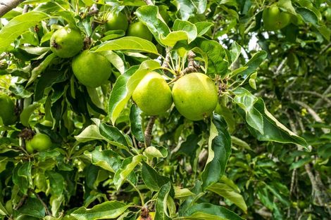 Photo of property in 5 Illana Place, Ranui, Auckland, 0612