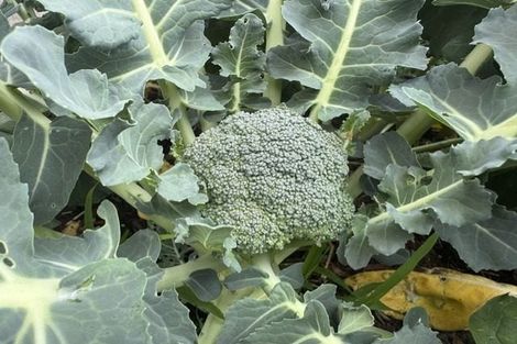 Photo of property in 168 Navigation Drive, Whitby, Porirua, 5024