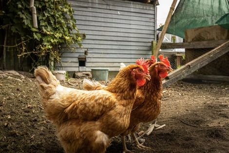 Photo of property in 28 Main Street, Marton, 4710