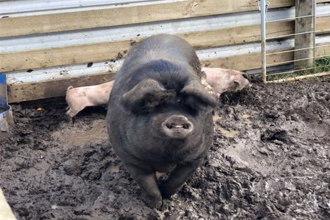 Photo of property in 538d Waimate Road North, Kerikeri, 0293