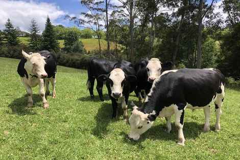 Photo of property in 141a Glenmore Road, Coatesville, 0793