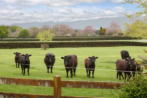 Photo of property in 160 Tower Road, Matamata, 3471