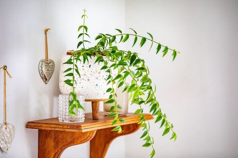 Photo of property in 7 Mcandrew Street, Kihikihi, Te Awamutu, 3800