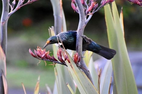 Photo of property in 1/25 Ashdown Place, Pahurehure, Papakura, 2113