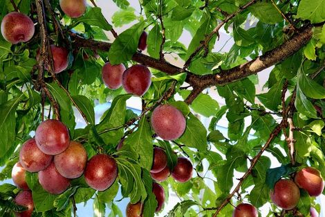 Photo of property in 5 Meadows Avenue, Waiwhetu, Lower Hutt, 5010