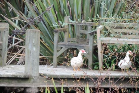 Photo of property in 311 Henry Watson Road, Matamata, 3472