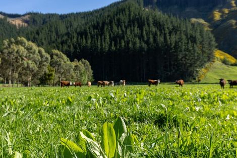 Photo of property in 208 Mount Riley Road, Okaramio, Havelock, 7178