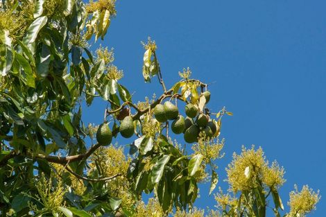 Photo of property in 333b Pahoia Road, Whakamarama, Tauranga, 3172